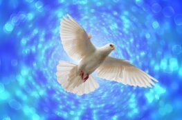 dove, flight, flying