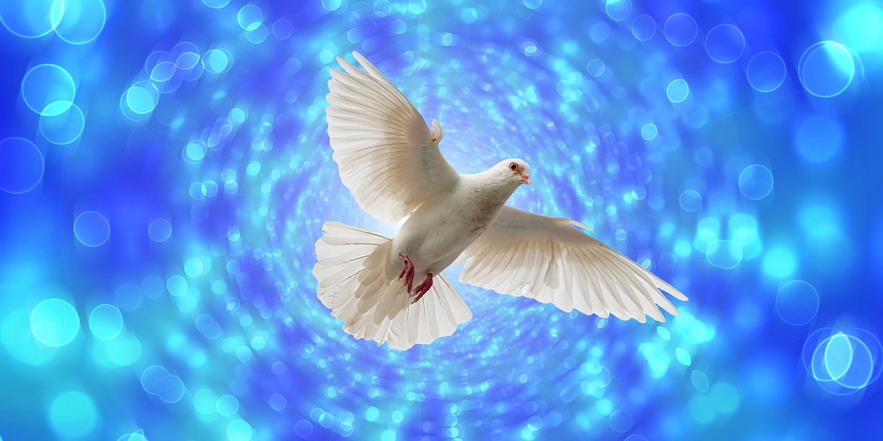 dove, flight, flying
